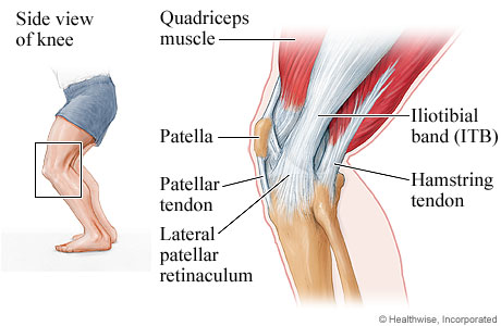 Picture of the knee muscles, ligaments, and tendons (outer-side view)