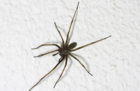 Female Hobo spider